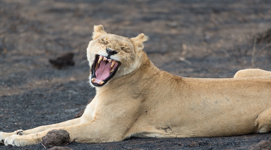 7 day flying safari from zanzibar to serengeti